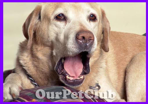 كلب اللابرادور Labrador  Labrador-31