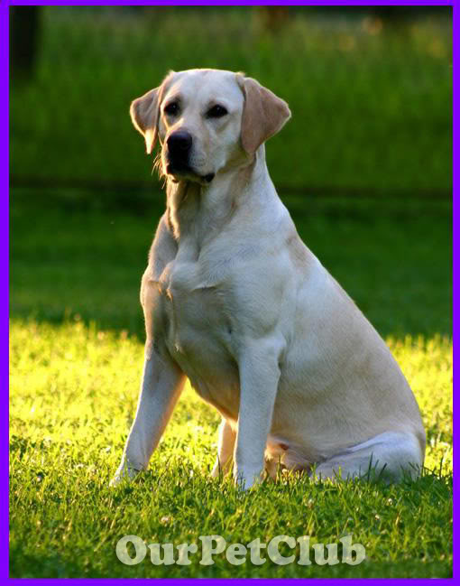 كلب اللابرادور Labrador  Labrador-78