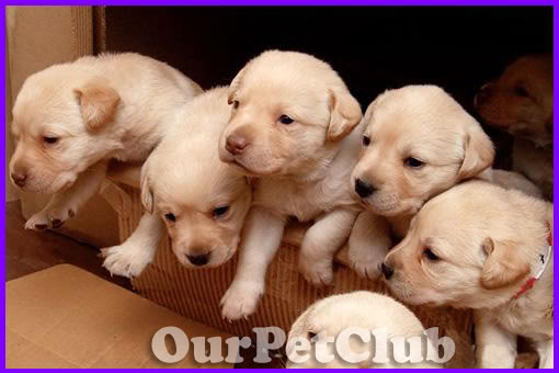 كلب اللابرادور Labrador  Labrador-Puppy-14