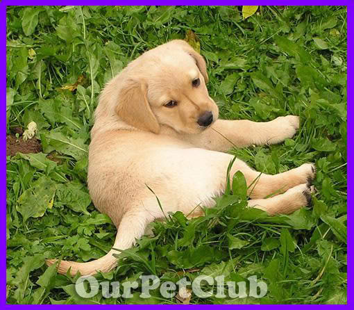 كلب اللابرادور Labrador  Labrador-Puppy-17