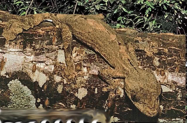 ficha uroplatus Uroplatusmalahelo