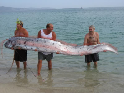 MEET A SEA MON... ERRR OARFISH Oarfish6