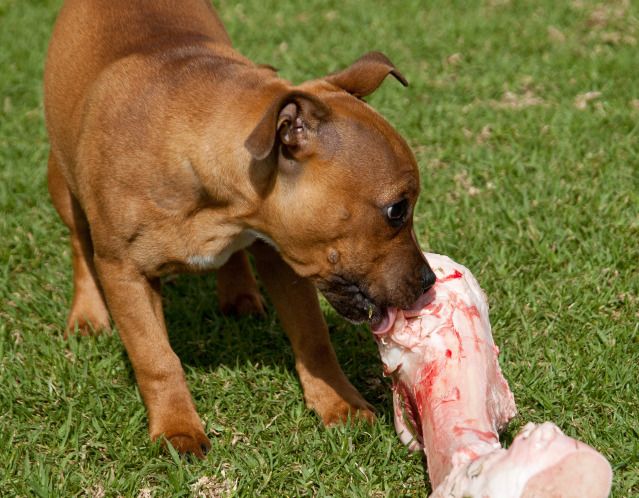 Give the dogs a bone... or two on Maska's 1st birthday 20120905-DSC_0103