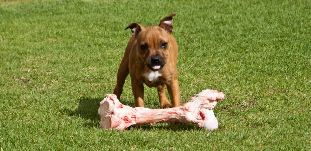 Give the dogs a bone... or two on Maska's 1st birthday 20120905-DSC_0109