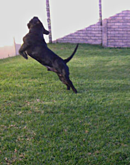 Jumping shots  PortElizabeth-20120520-00646-1