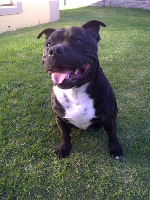 Staffies smile - Page 2 PortElizabeth-20120520-00653