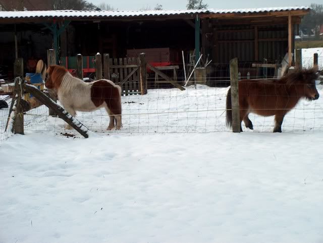 Shettys & Hund im Schnee HPIM0804