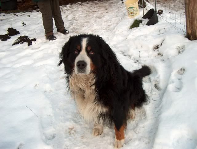 Shettys & Hund im Schnee HPIM0832