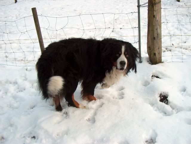 Shettys & Hund im Schnee HPIM0834