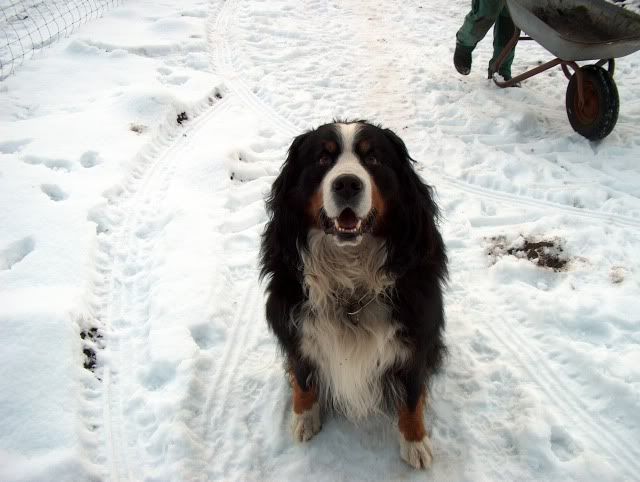 Shettys & Hund im Schnee HPIM0835