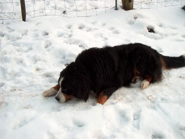 Shettys & Hund im Schnee HPIM0837