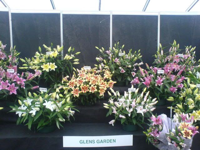 DUBLIN "Bloom 2009" Flower show - Page 2 DSC01112