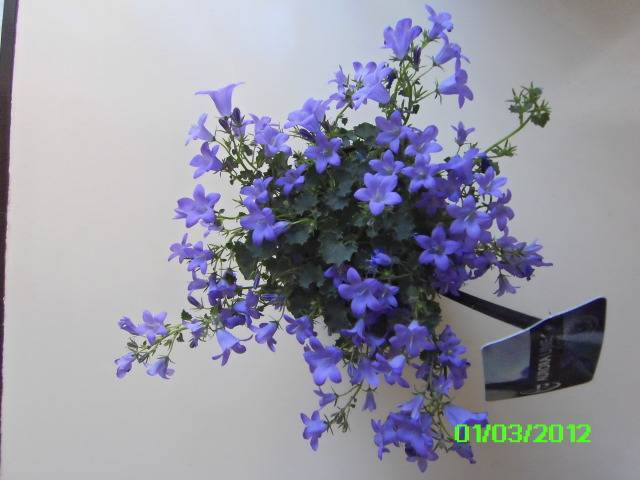 Zvoncic (campanula medium) PICT0280