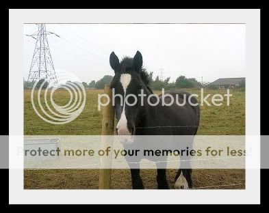 Some pictures of the horses I ride/look after Bessie