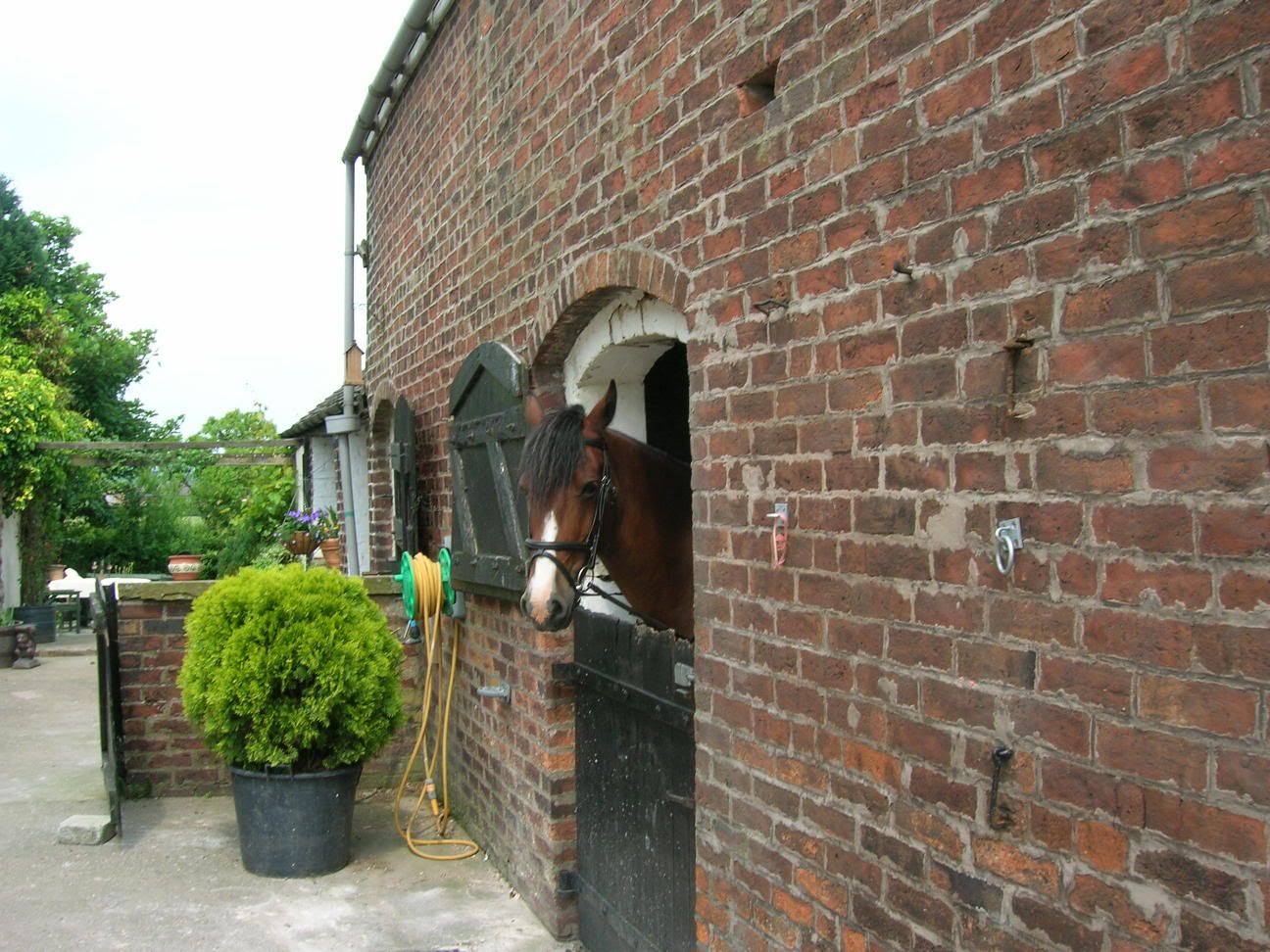 Some pictures of the horses I ride/look after Hackday2003