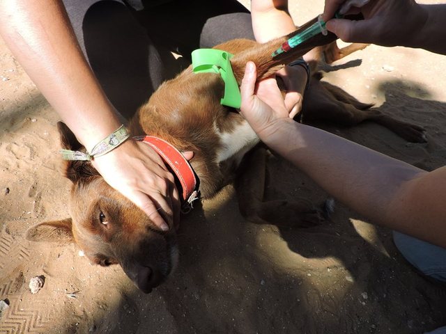 Jaarlijks bezoekje van de dierenarts 11_zpsuy5hpere