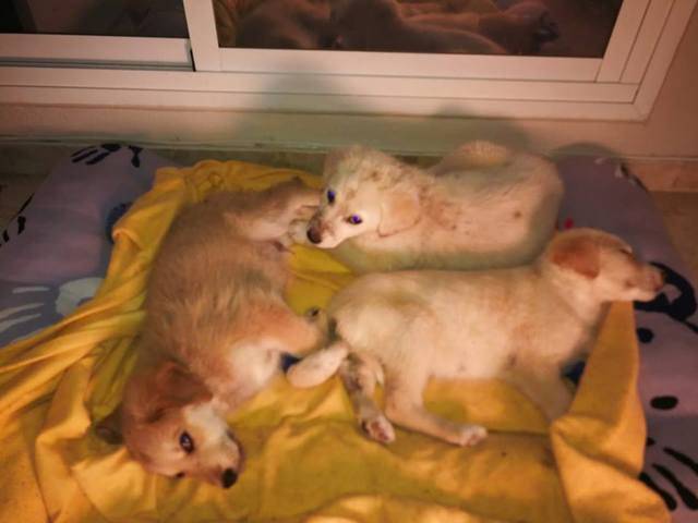 Canis y Felis - 3 pups vol met teken gered en hun vader 61_zpsoucaz8zj