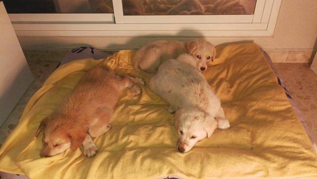 Canis y Felis - 3 pups vol met teken gered en hun vader 67_zpsef8sw7ir