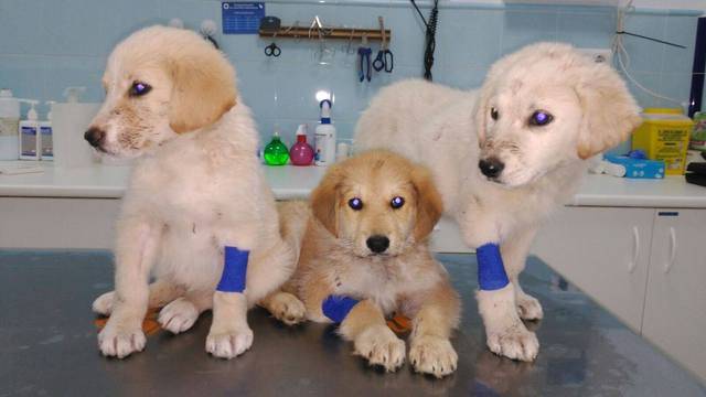 Canis y Felis - 3 pups vol met teken gered en hun vader 74_zpskxhooyyg