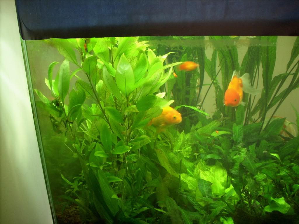 nuevo acuario plantado con goldfish(rompiendo mitos) Imagen152