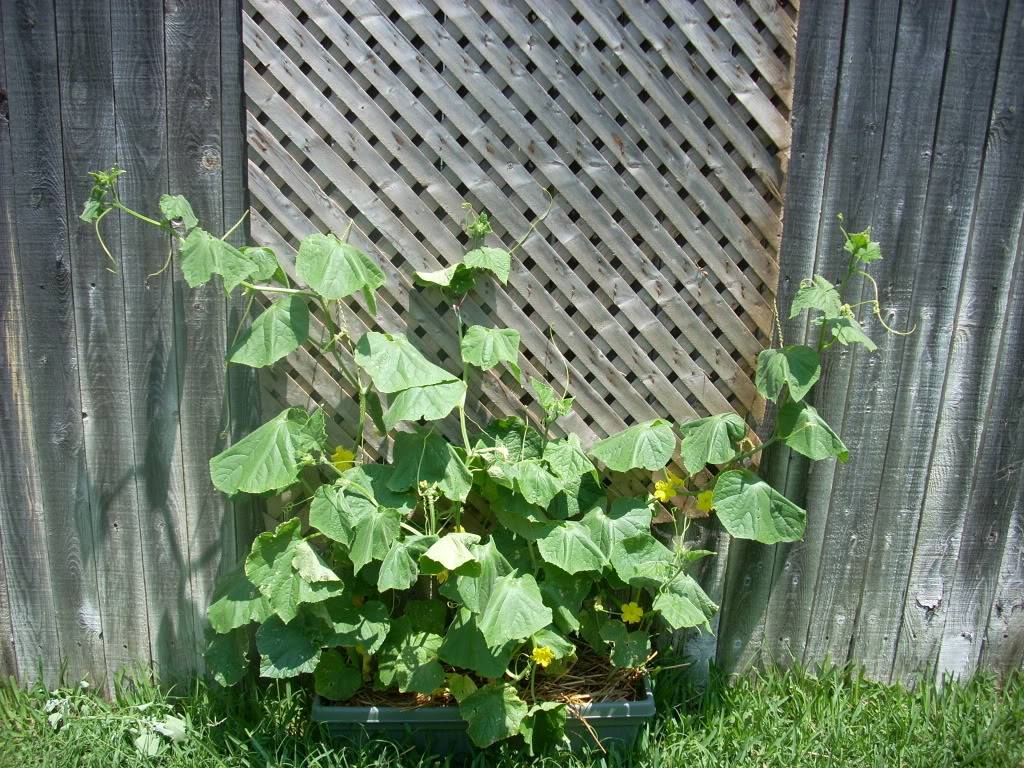 The Story of the Great Trellis-raising Cukevines