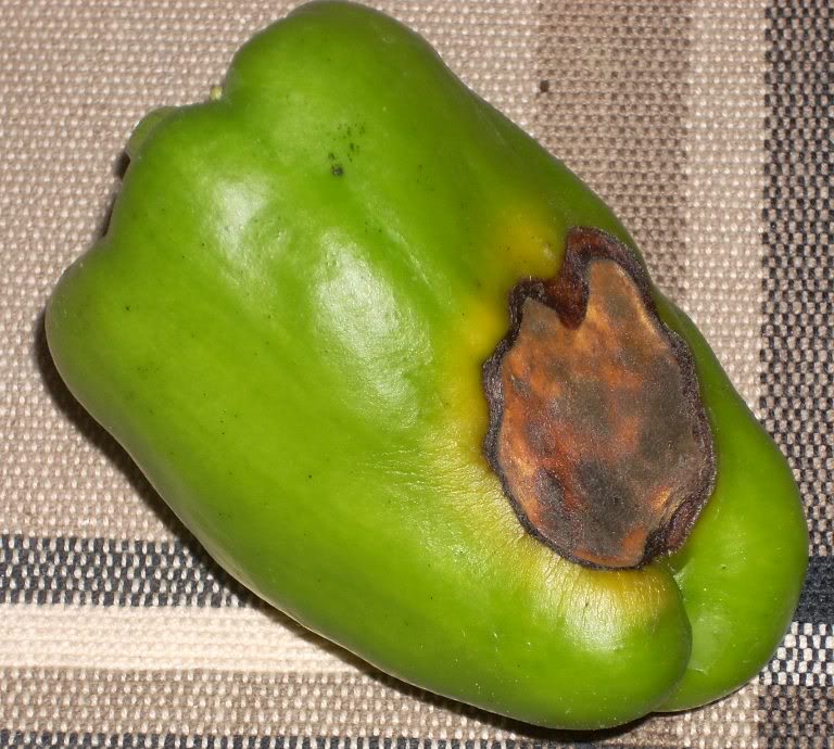 Found out what was wrong with my peppers Sunburnedpepper