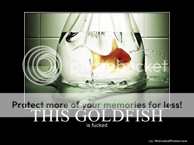 LOLAZO [imagenes] 633684210239652071-thisgoldfish