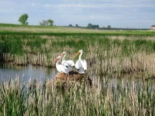 Pelicans and fishing Pelicans001