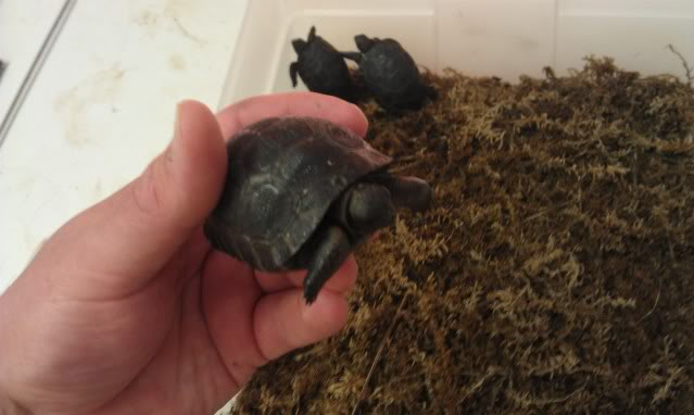 got to handle a few aldabra hatchlings yesterday IMAG0053