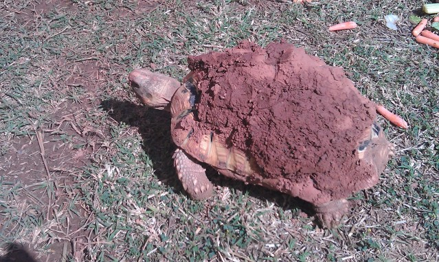 Took some tortoise pictures today IMAG0645