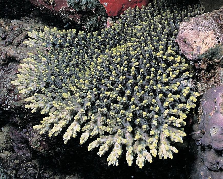 Acropora aculeus 0006_C1_02