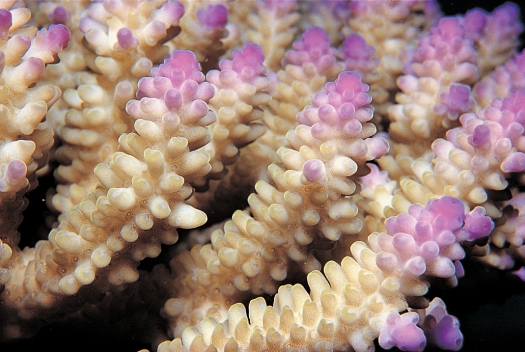 Acropora nasuta 0051_C1_03