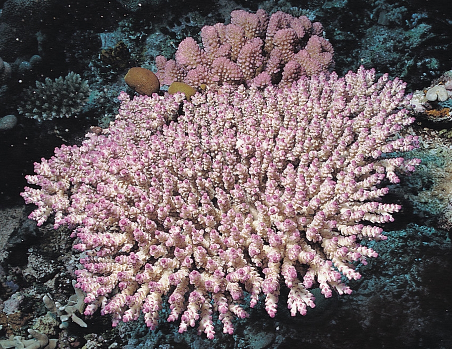 Acropora subulata 0073_C1_02-1