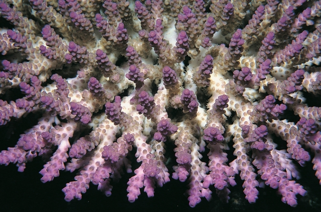 Acropora subulata 0073_C1_09