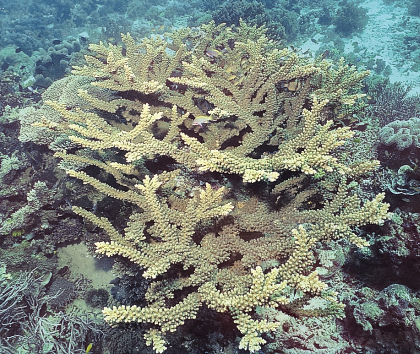 Acropora florida 0559_C1_01