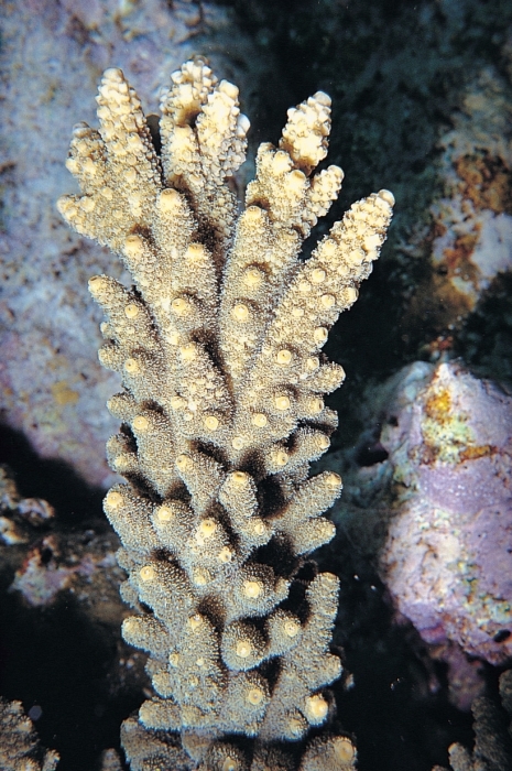 Acropora florida 0559_C1_05