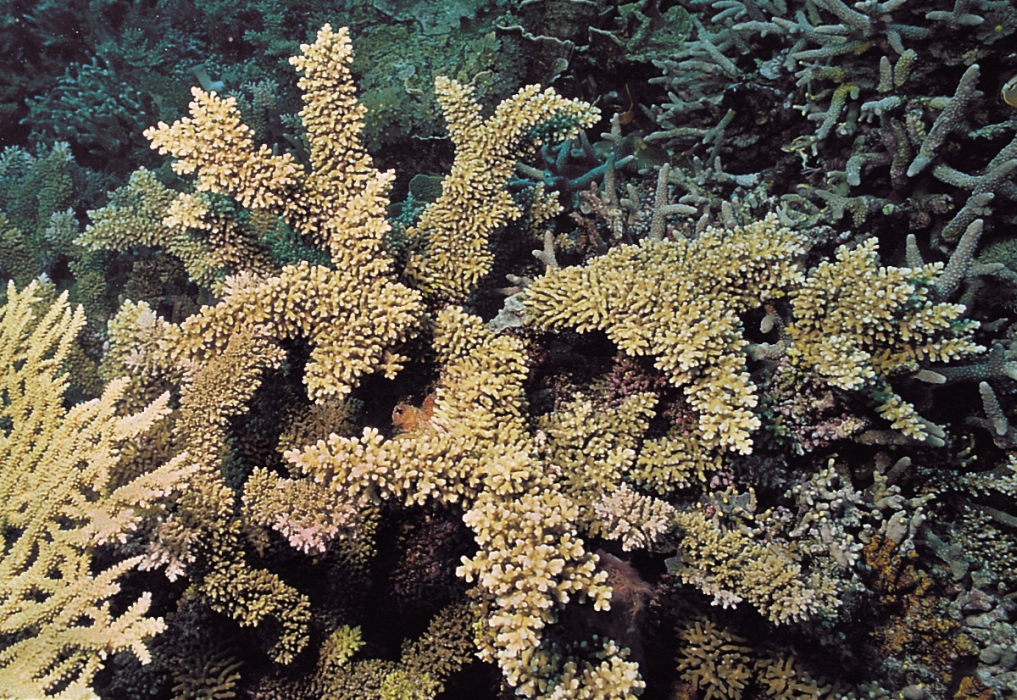 Acropora navini 0835_C1_01