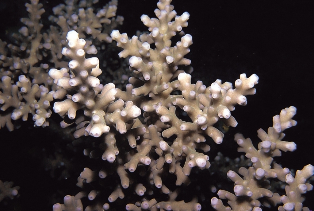 Acropora navini 0835_C1_03