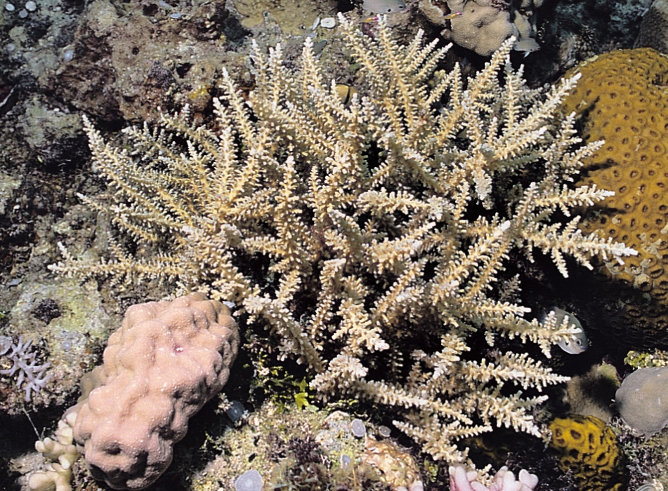 Acropora exquisita 0902_C1_02