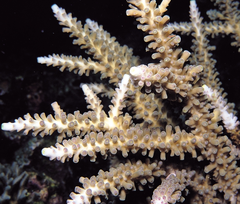 Acropora gomezi 0922_C1_02