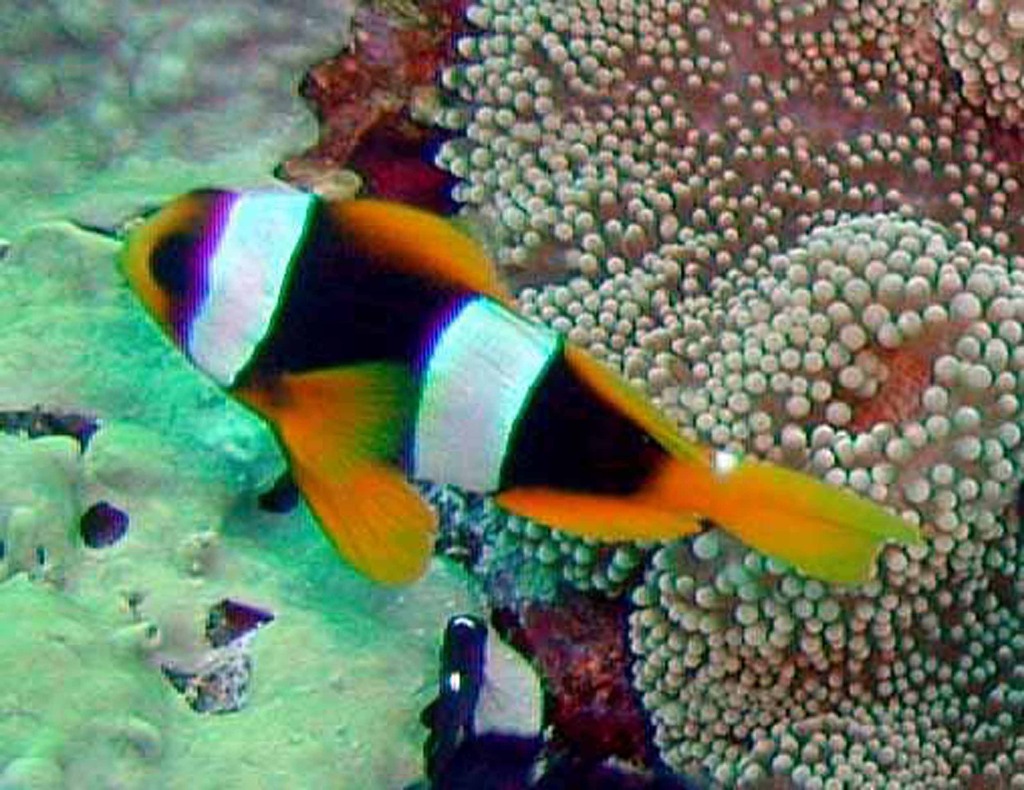 Madagaskar-klovnefisk (Amphiprion latifasciatus) 109378960