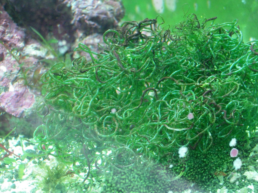 Chaetomorpha sp. 1920px-Chaeto_2