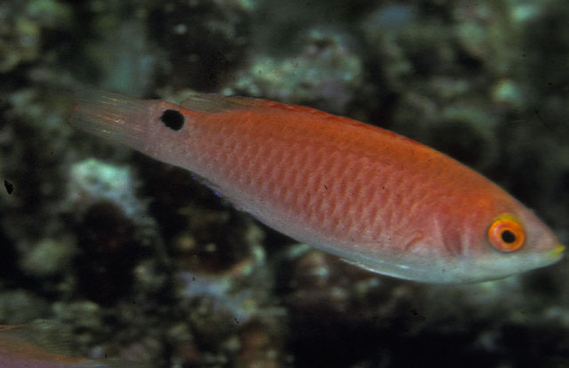 Cirrhilabrus adornatus Ciado_f0