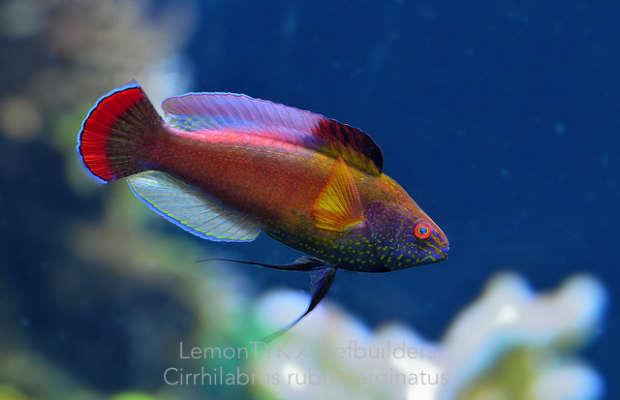 Cirrhilabrus rubrimarginatus Cirrhilabrus-rubrimarginatus-2-620x400