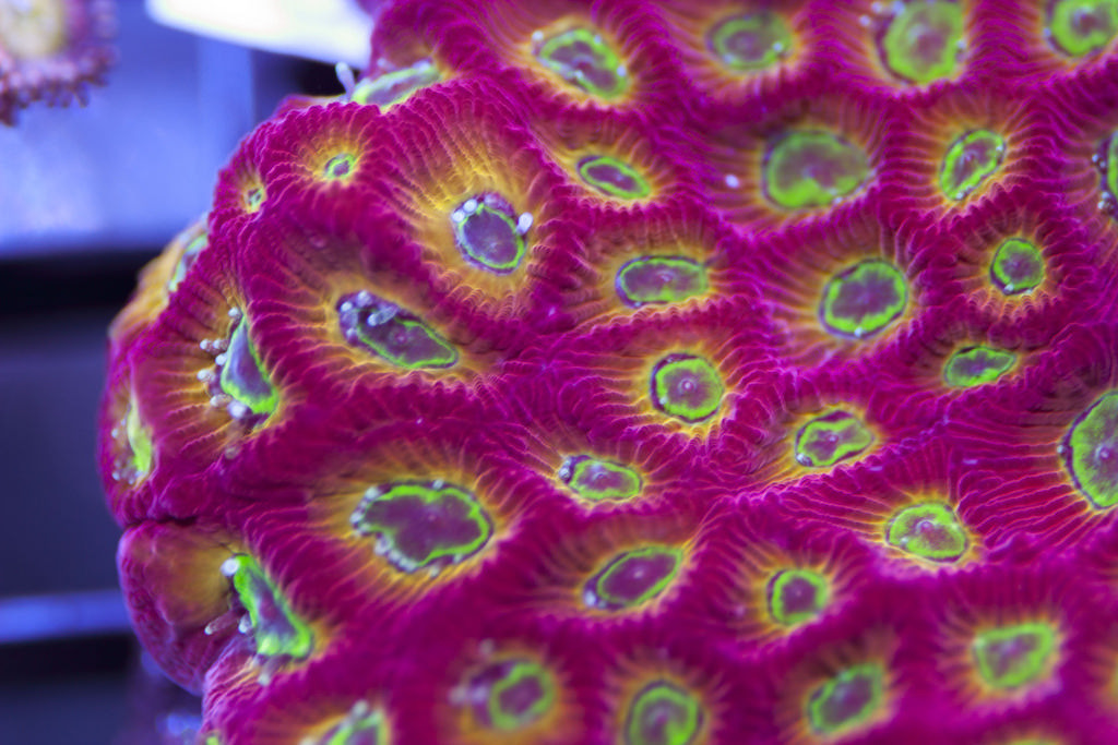 Dipsastraea sp. Exclusive-Corals-Ultra-Favia