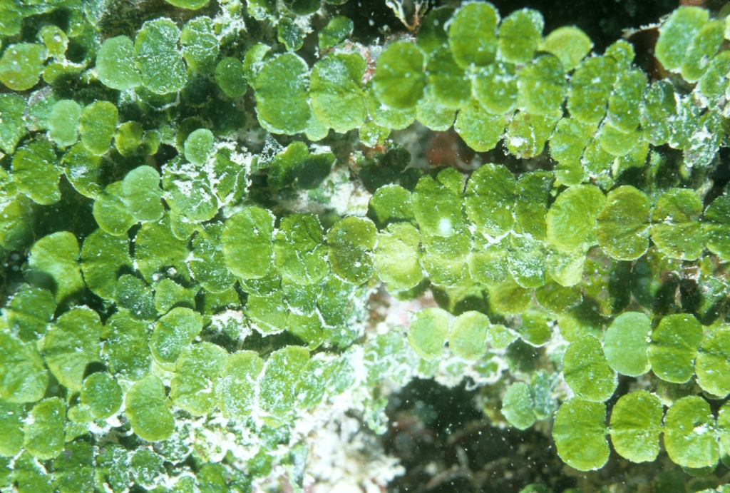 Halimeda sp. Halimeda_copiosa_at_10_meters_depth