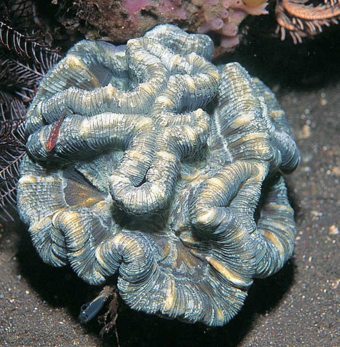 Trachyphyllia geoffroyi 0350_C1_02686x700_zps40a37286