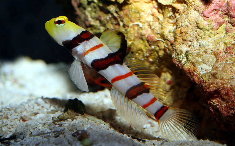 Draculakutling (Stonogobiops dracula) IMG_7164