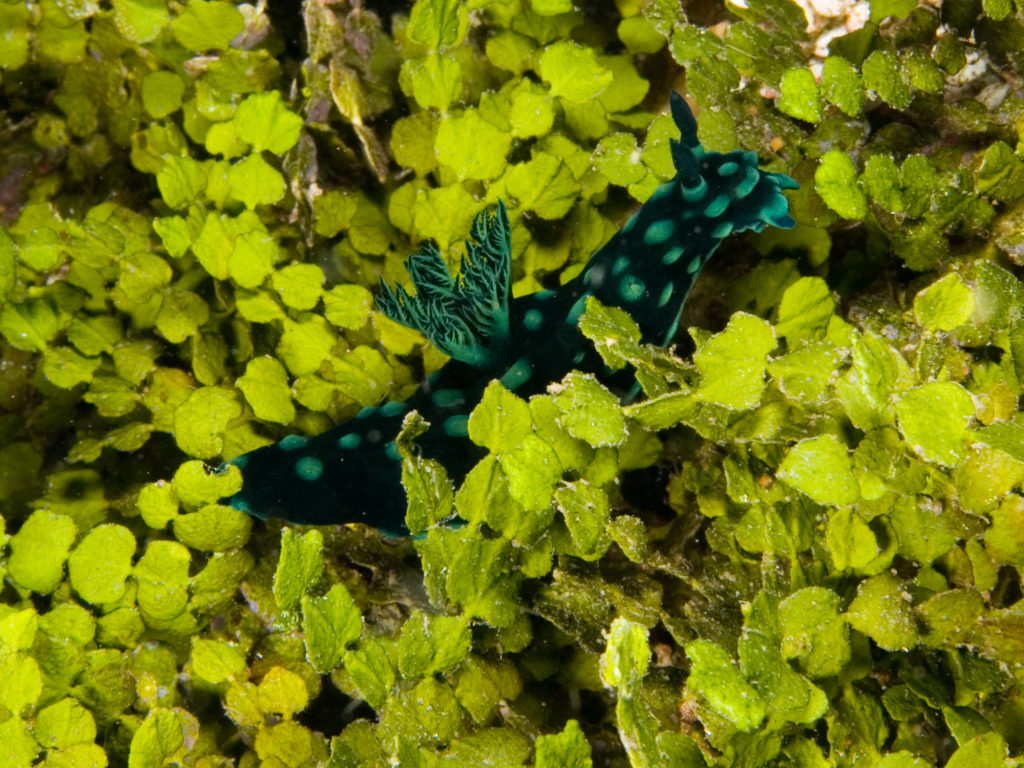 Halimeda sp. Nembrotha_cristata_on_Halimeda_opun