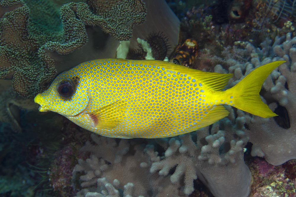 Siganus corallinus Siganus20corallinus20Coral20rabbitf